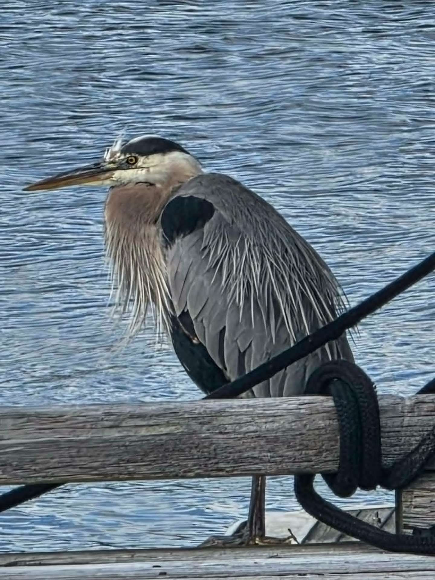 Great blue heron perched on the docks at Sooke Landing Marina